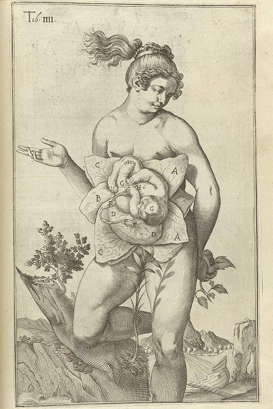 Tabulae Anatomicae, click for larger image
