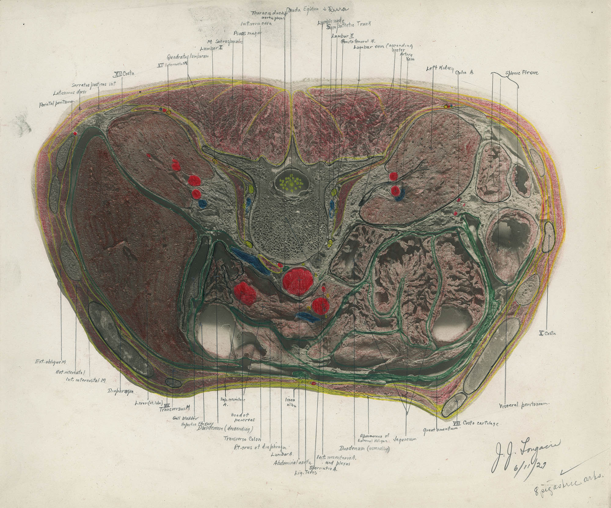 A Cross-Section Anatomy