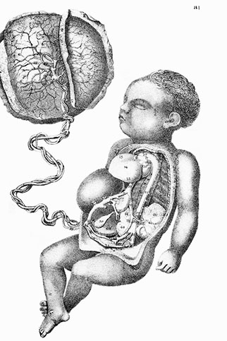 Midwifery Illustrated, click for larger image