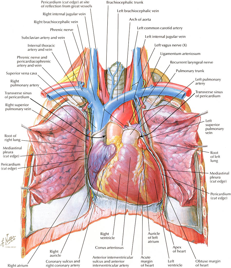 Anterior Heart