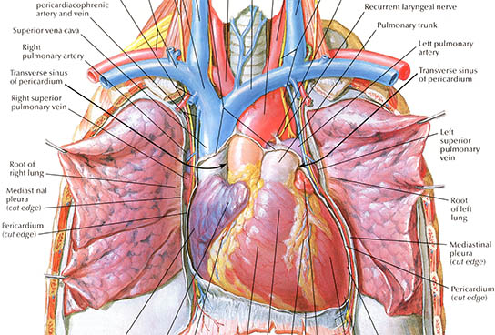 Heart: Anterior Exposure, click for larger image