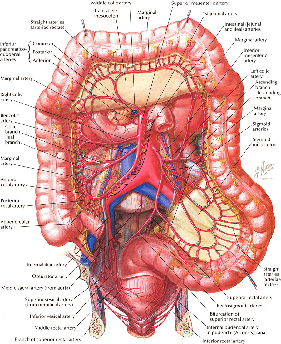 [Extra Quality] Netter Interactive Atlas Of Human Anatomy 30iso