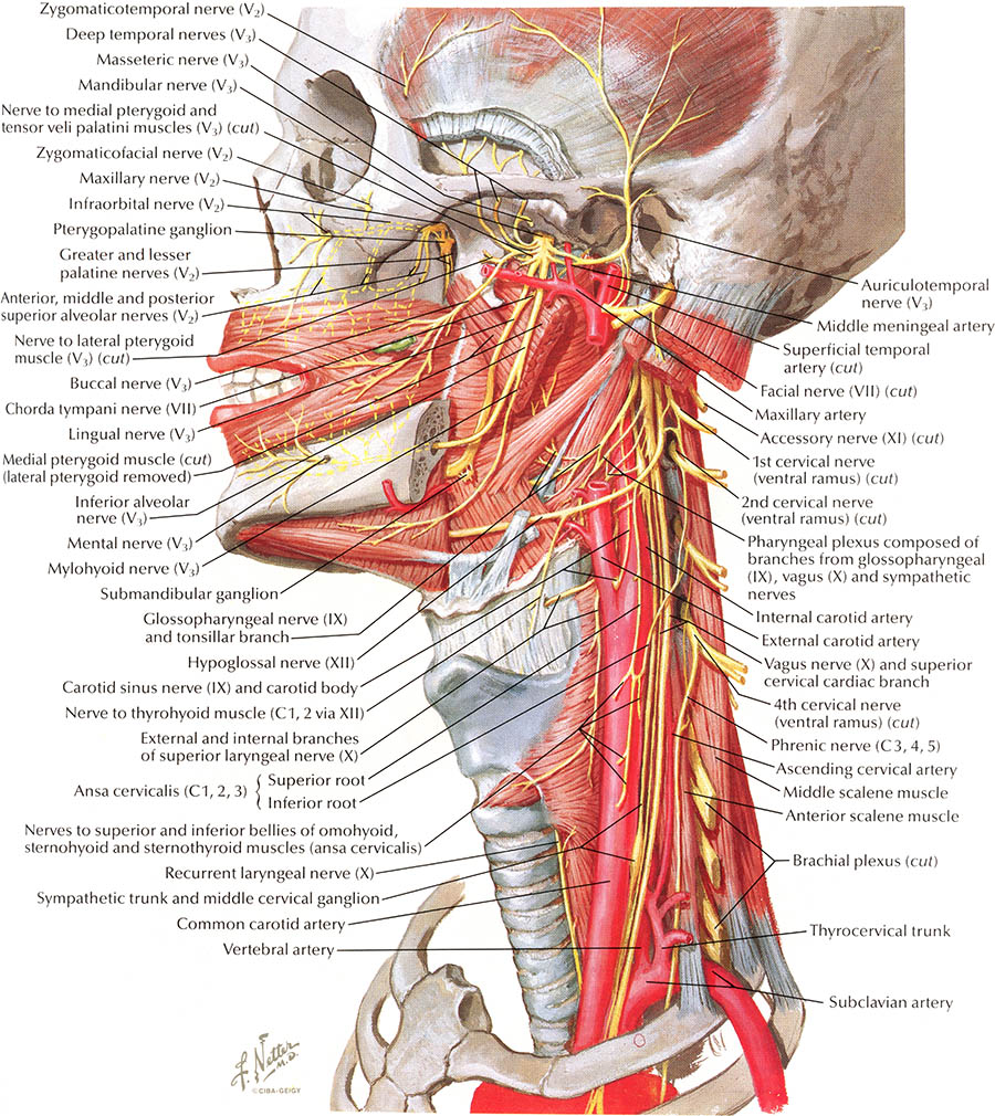 human anatomy atlas