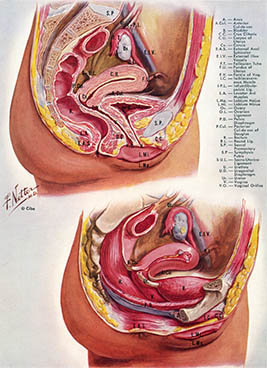 Pelvic Viscera, click for larger image