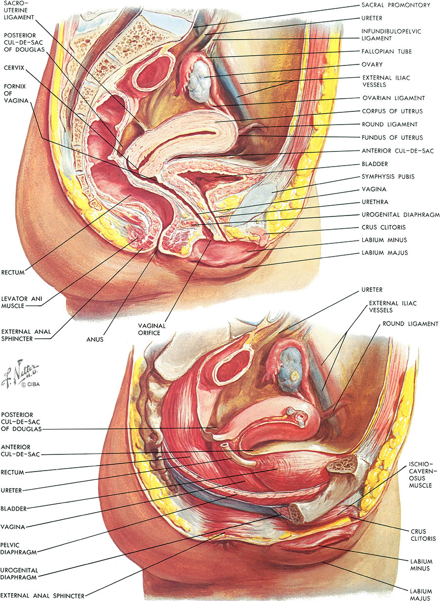 [Extra Quality] Netter Interactive Atlas Of Human Anatomy 30iso