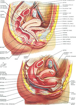 Pelvic Viscera, click for larger image