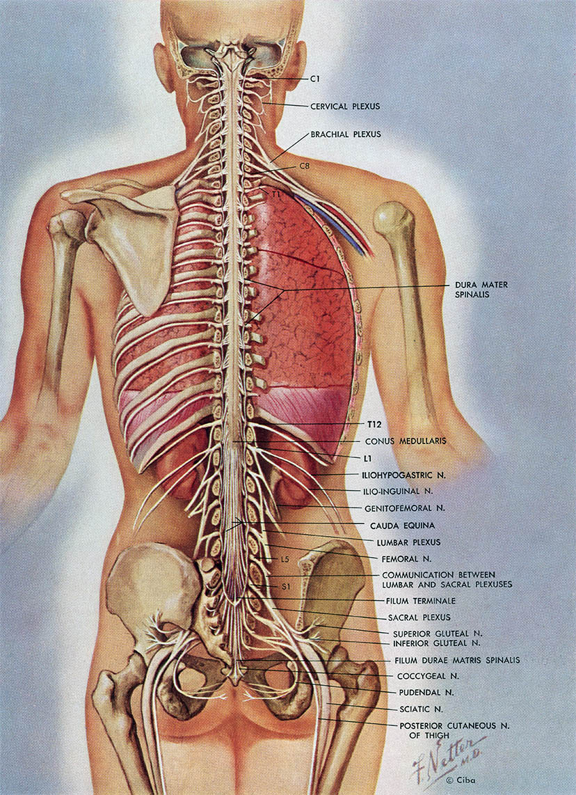 [Extra Quality] Netter Interactive Atlas Of Human Anatomy 30iso