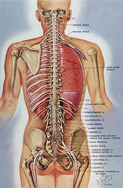 The Spinal Cord in Situ, click for larger image