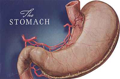 The Stomach, click for larger image