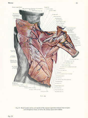 Scapular region from behind, Erich Lepier, click for larger image