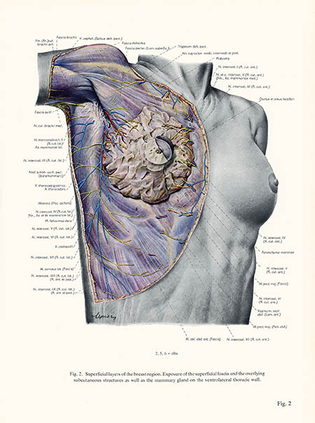 Superficial layers of the breast region, Erich Lepier, click for larger image