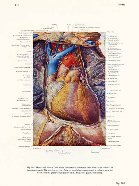 Heart and vessels from front, Ludwig Schrott, click for larger image