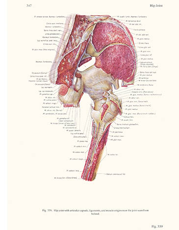 Hip joint seen from behind, Ludwig Schrott, click for larger image