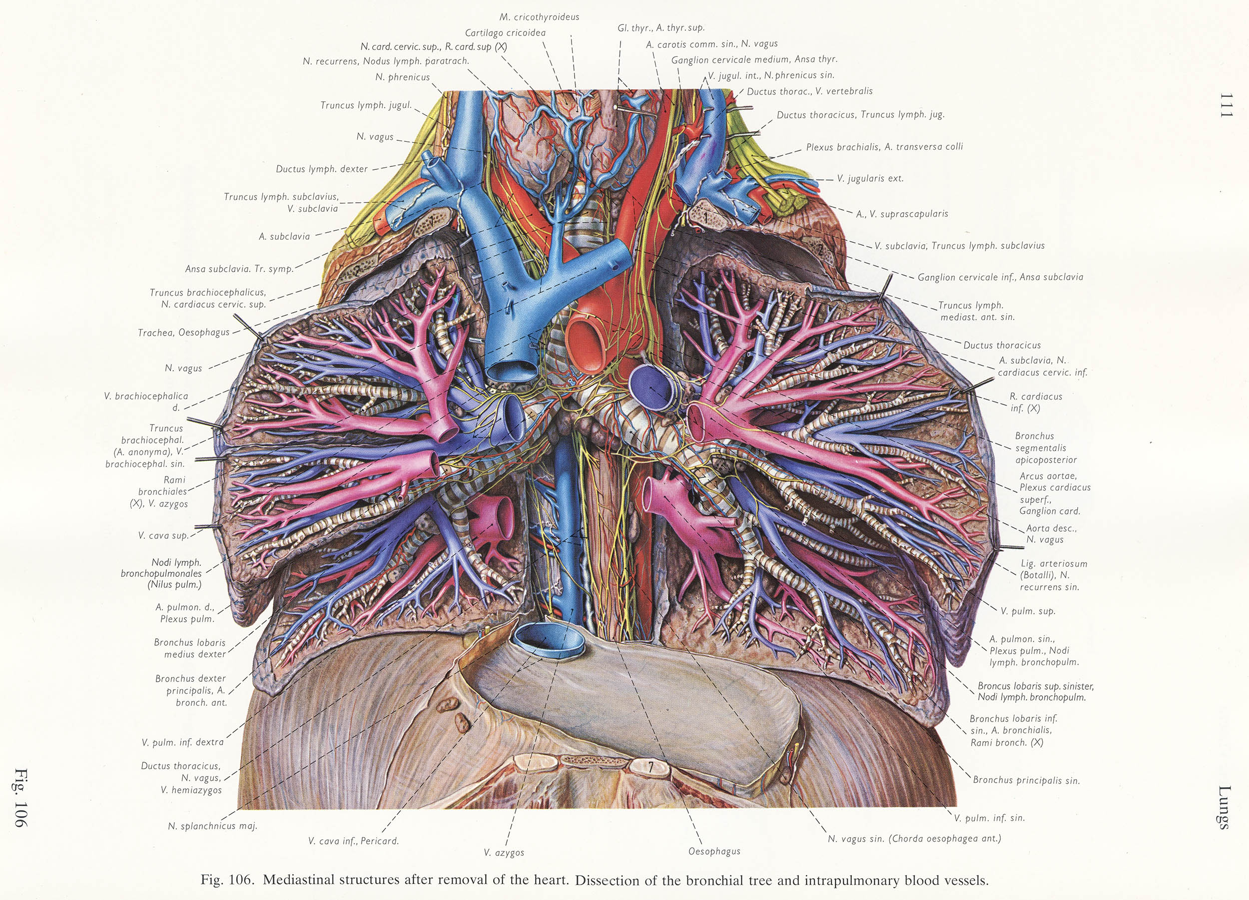 Topographische Anatomie des Menschen