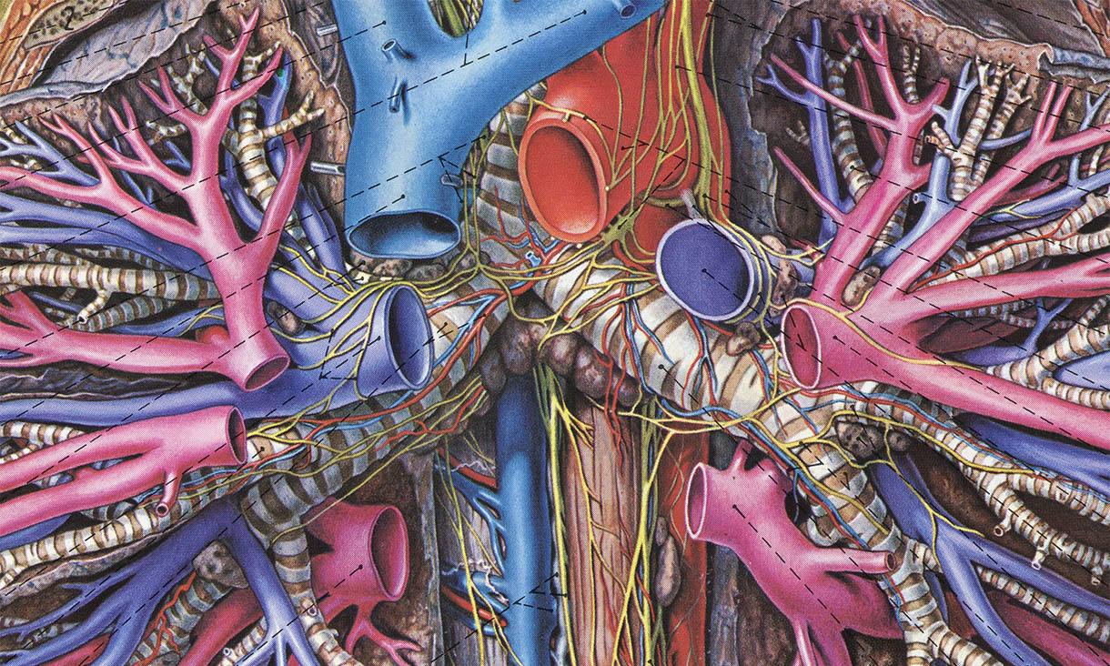 Mediastinal structures after removal of the heart, Fritz Batke, click for larger image