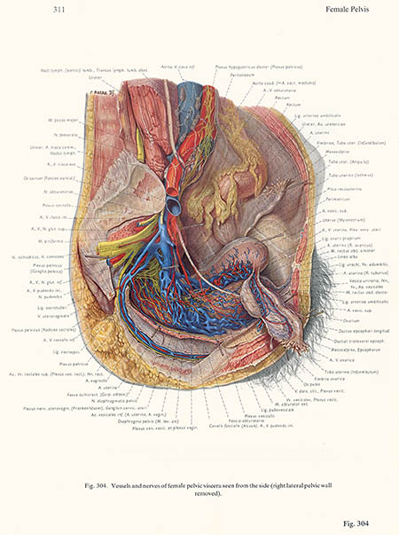 Vessels and nerves of the female pelvis, Franz Batke, click for larger image