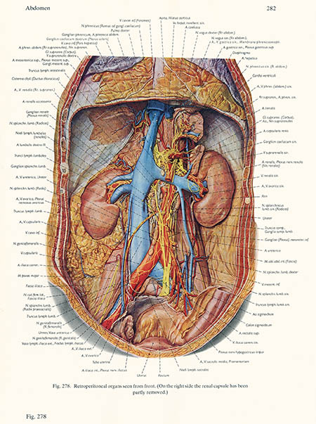 Retroperitoneal organs, click for larger image