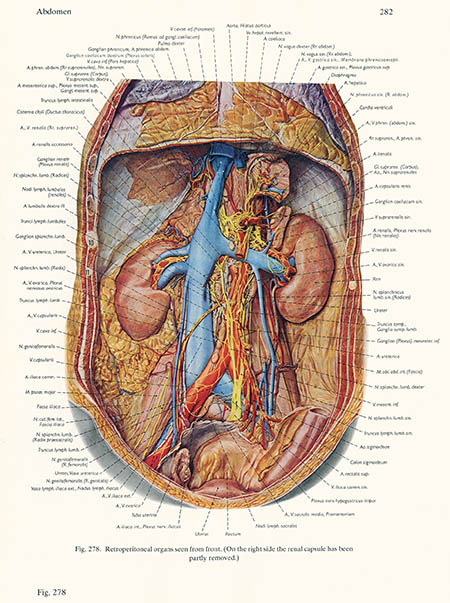 Pernkopf, click for larger image