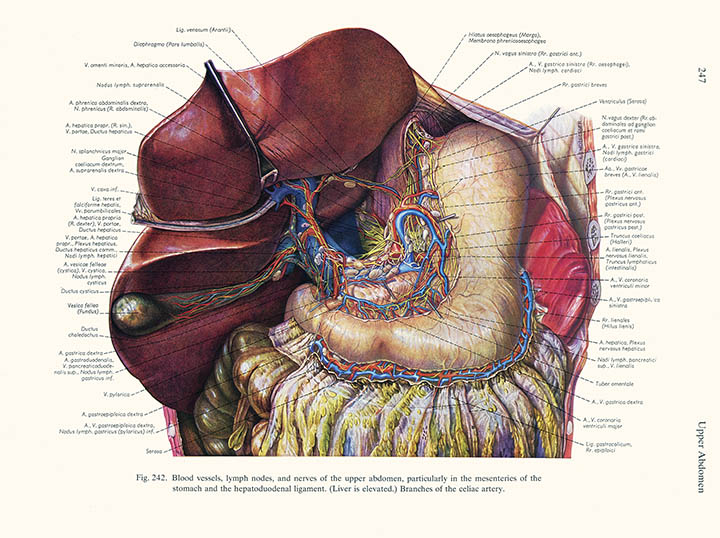 Blood vessels, lymph nodes and nerves of the upper abdomen, Karl Endtresser, click for larger image