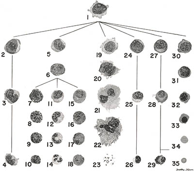 Morphology, click for larger image