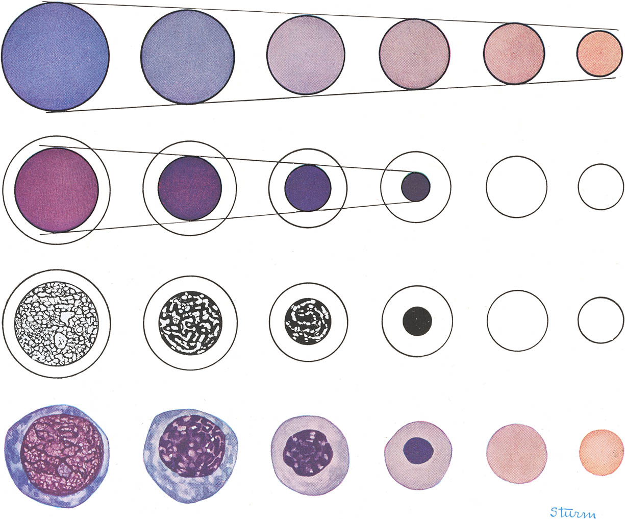 read virus resistant transgenic plants potential