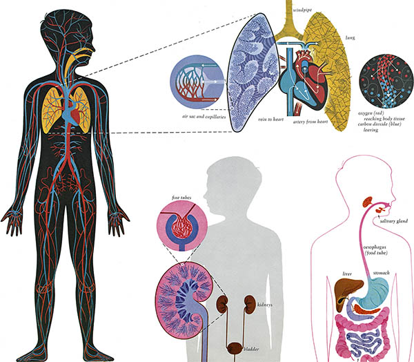 Golden Book of Biology, click for larger image