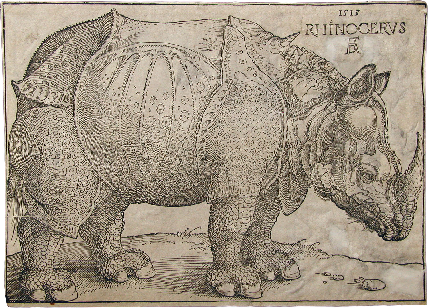 Rhinoceros Albrecht Dürer