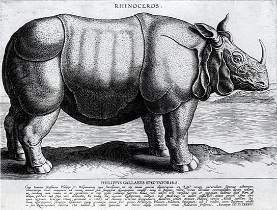 Rhinoceros, click for larger image