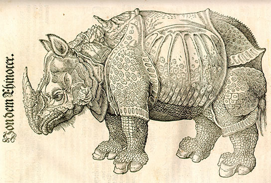 Rhinoceros, click for larger image