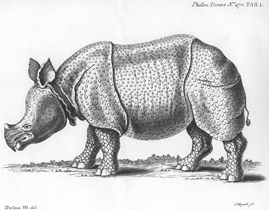 Rhinoceros, click for larger image