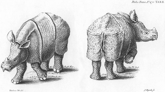 Rhinoceros, click for larger image