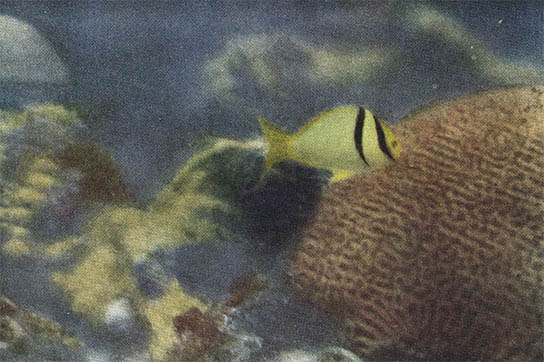 NG Autochrome, click for larger image