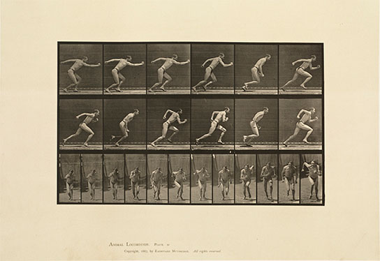 Animal locomotion, click for larger image